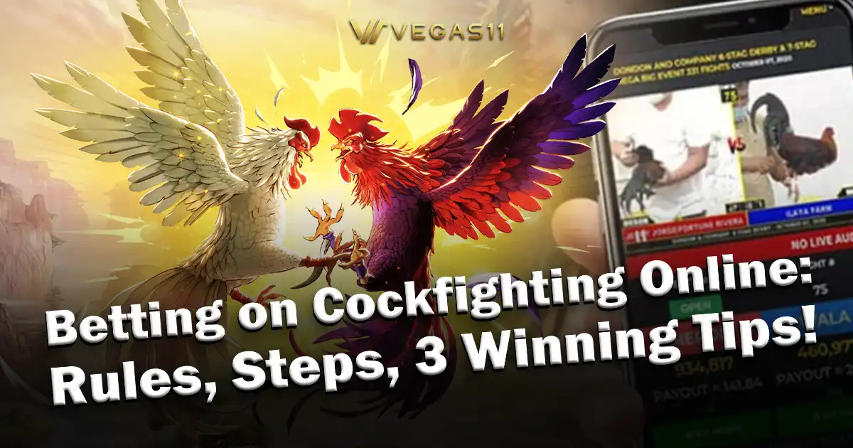 Betting on Cockfighting Online Rules, Steps, 3 Winning Tips!