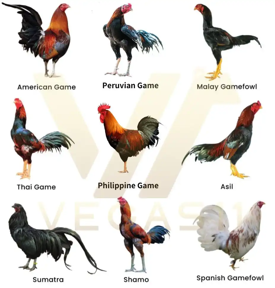 Gamefowl Breeds