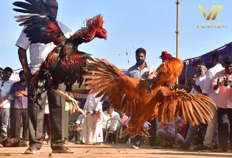 INDIA COCKFIGHTING